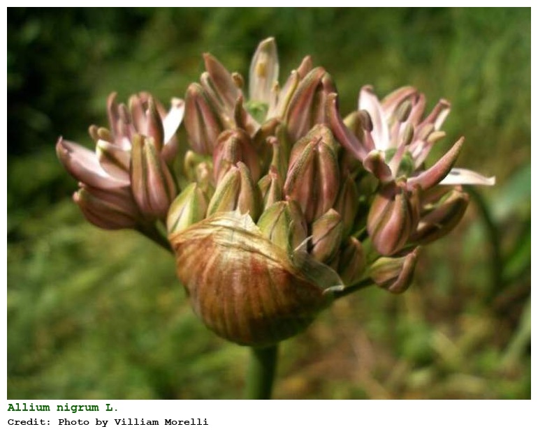 Allium nigrum L.